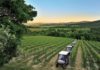 monte-vibiano-vineyard
