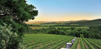 monte-vibiano-vineyard