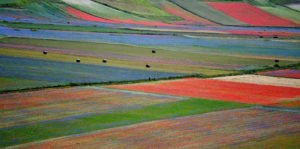 La splendida fioritura di Castelluccio di Norcia