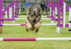 A Montefalco 3 giorni di Sport per Cani Agility-Dog