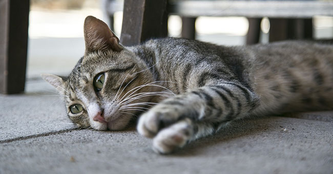 gatto_randagio gatto_randagio