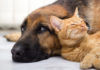 veterinario gratis per cani e gatti adottati