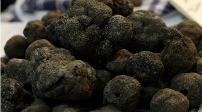 tartufo nero di Norcia tartufo nero di Norcia