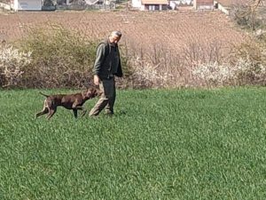 I cani di Mignini vincono in Serbia