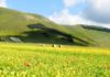 In arrivo i primi colori della Fioritura di Castelluccio Fioritura Castelluccio