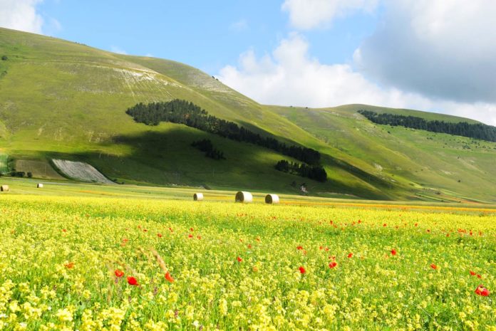 Fioritura Castelluccio Fioritura Castelluccio