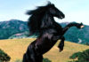 AMI I CAVALLI? APPUNTAMENTO A CITTA’ DI CASTELLO Mostra Nazionale del Cavallo