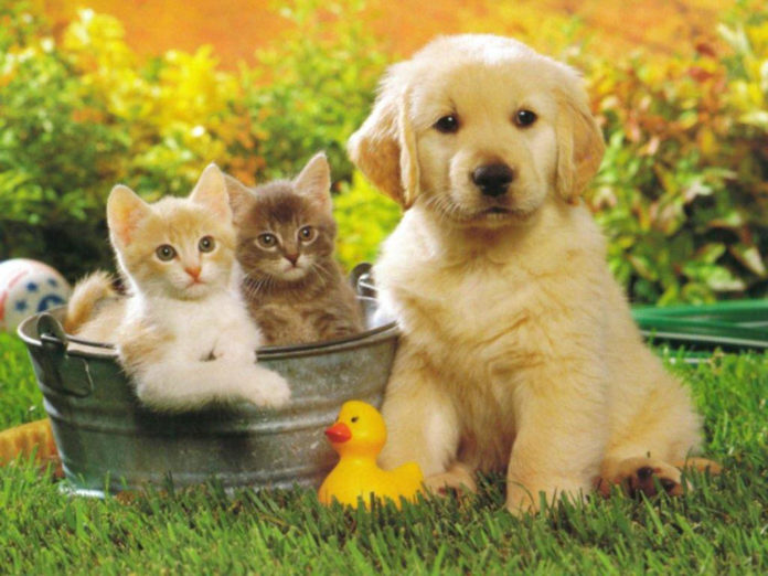 i nostri amici animali