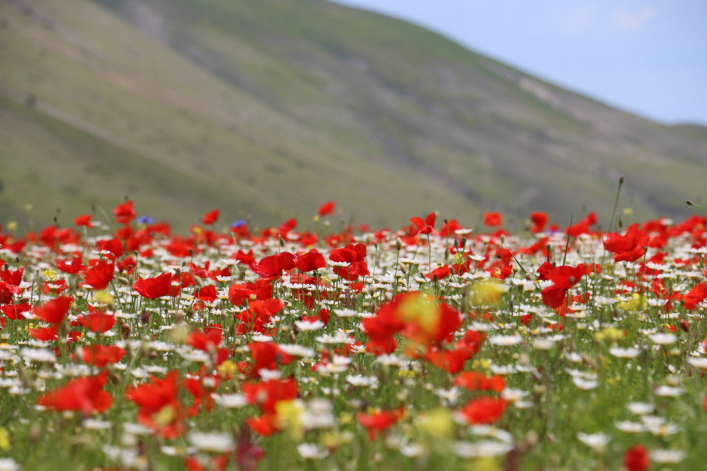 fioritura Papaveri Castelluccio