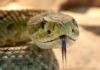 Serpente sputa veleno