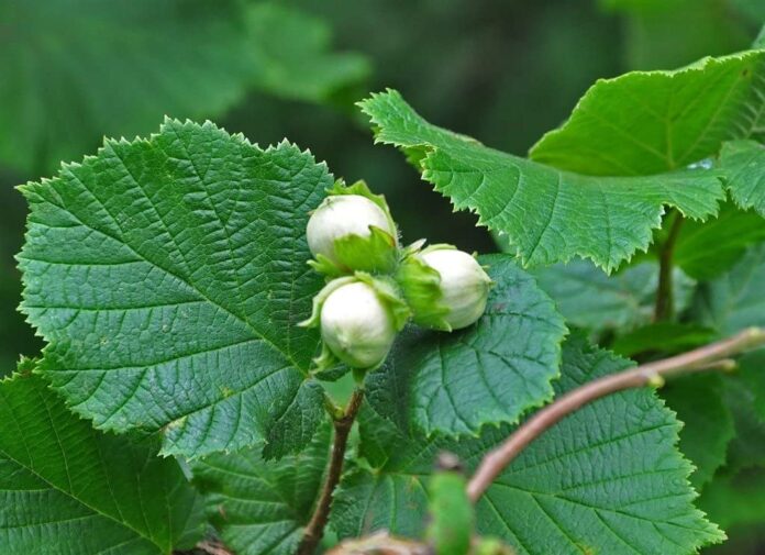 Nocciole