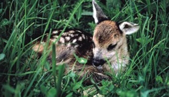 Cucciolo di Capriolo Cucciolo di Capriolo