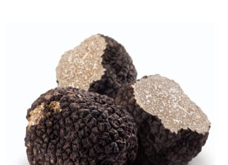 INIZIA ALLA GRANDE LA RACCOLTA DEL TARTUFO ESTIVO tartufo nero